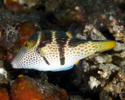 Valentin's sharpnose puffer (Canthigaster valentini)