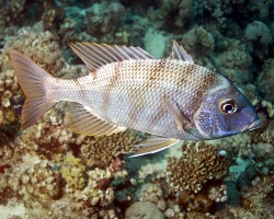 Poisson capitaine blanc (Lethrinus nebulosus) Poisson capitaine blanc (Lethrinus nebulosus)