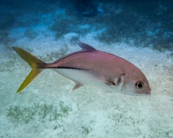 Horse-eye jack (Caranx latus)