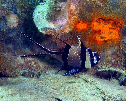 Banggai cardinalfish (Pterapogon kauderni) Banggai cardinalfish (Pterapogon kauderni)