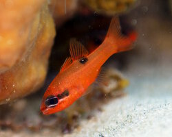 Cardinal flamboyant (Apogon maculatus)