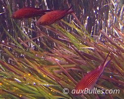 Castagnole (Chromis chromis) Castagnole (Chromis chromis)