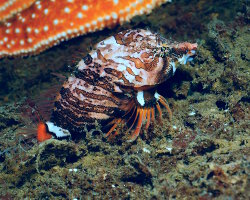Chabot grogneur (Rhamphocottus richardsonii) Chabot grogneur (Rhamphocottus richardsonii)