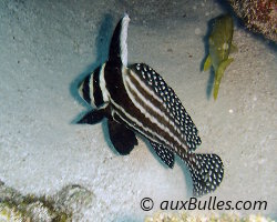 Chevalier ponctué (Equetus punctatus)