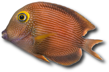 Le poisson chirurgien à cercle doré (Ctenochaetus strigosus) © Isselee | Dreamstime.com Le poisson chirurgien à cercle doré (Ctenochaetus strigosus) © Isselee | Dreamstime.com