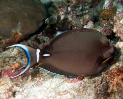 Poisson chirurgien à lèvres blanches (Acanthurus leucocheilus) Poisson chirurgien à lèvres blanches (Acanthurus leucocheilus)