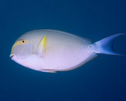 Poisson chirurgien à nageoires jaunes (Acanthurus xanthopterus) Poisson chirurgien à nageoires jaunes (Acanthurus xanthopterus)