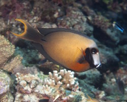 Poisson chirurgien à point noir (Acanthurus bariene) Poisson chirurgien à point noir (Acanthurus bariene)