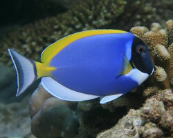Powder blue tang (Acanthurus leucosternon) Powder blue tang (Acanthurus leucosternon)