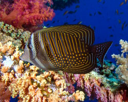 Poisson chirurgien à voile indien (Zebrasoma desjardinii) Poisson chirurgien à voile indien (Zebrasoma desjardinii)
