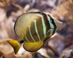 Poisson chirurgien à voile (Zebrasoma velifer) Poisson chirurgien à voile (Zebrasoma velifer)