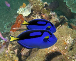 Poisson chirurgien bleu à palette (Paracanthurus hepatus) Poisson chirurgien bleu à palette (Paracanthurus hepatus)