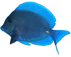 Poisson chirurgien bleu (Acanthurus coeruleus)