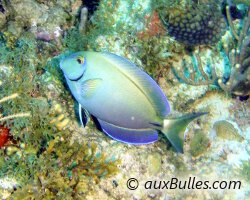 Poisson chirurgien marron (Acanthurus bahianus)