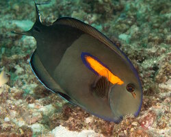 Poisson chirurgien olive à bande orange (Acanthurus olivaceus) Poisson chirurgien olive à bande orange (Acanthurus olivaceus)