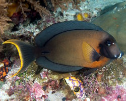 Poisson chirurgien porteur de feu (Acanthurus pyroferus)