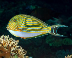 Poisson chirurgien rayé (Acanthurus lineatus) Poisson chirurgien rayé (Acanthurus lineatus)