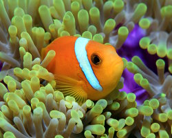 Poisson clown des Maldives (Amphiprion nigripes) Poisson clown des Maldives (Amphiprion nigripes)