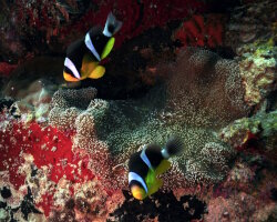 Poisson clown des Seychelles (Amphiprion fuscocaudatus) Poisson clown des Seychelles (Amphiprion fuscocaudatus)