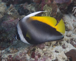 Poisson cocher malais (Heniochus singularius) Poisson cocher malais (Heniochus singularius)