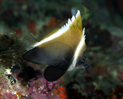 Poisson cocher noir (Heniochus varius) Poisson cocher noir (Heniochus varius)