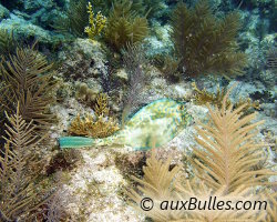 Poisson coffre graffitis (Acanthostracion quadricornis) Poisson coffre graffitis (Acanthostracion quadricornis)
