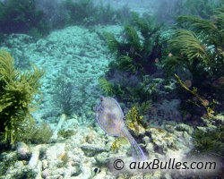 Poisson coffre graffitis (Acanthostracion quadricornis) Poisson coffre graffitis (Acanthostracion quadricornis)