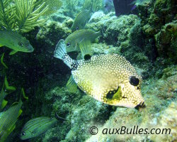 Poisson coffre mouton (Rhinesomus triqueter) Poisson coffre mouton (Rhinesomus triqueter)