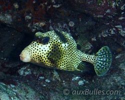 Poisson coffre zinga (Lactophrys bicaudalis)