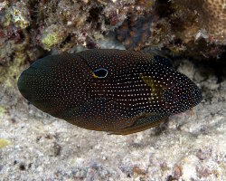 Comète à grandes nageoires (Calloplesiops altivelis) Comète à grandes nageoires (Calloplesiops altivelis)