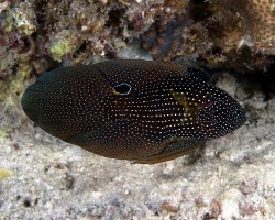 Comète à grandes nageoires (Calloplesiops altivelis)