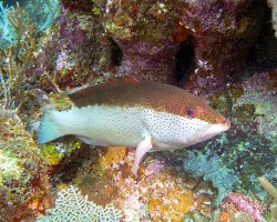 Coné ouatalibi (Cephalopholis fulva) Coné ouatalibi (Cephalopholis fulva)