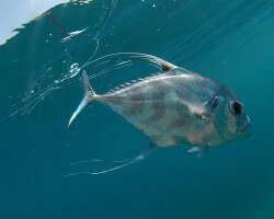 African Pompano (Alectis ciliaris)