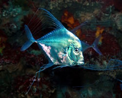 Indian threadfish (Alectis indica)