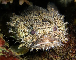 Poisson crapaud démoniaque (Halophryne diemensis)