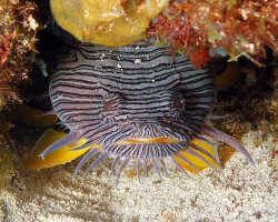 Poisson crapaud splendide (Sanopus splendidus)