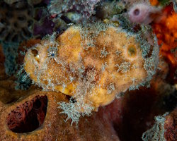 Big-spot angler (Abantennarius nummifer) Big-spot angler (Abantennarius nummifer)