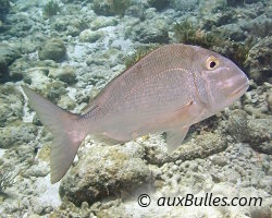 Jolthead porgy (Calamus bajonado) Jolthead porgy (Calamus bajonado)