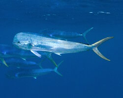 Daurade coryphène ou mahi-mahi (Coryphaena hippurus)