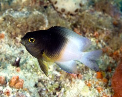 Demoiselle bicolore (Stegastes partitus)