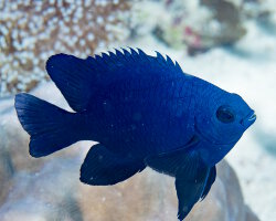 Black damselfish (Neoglyphidodon melas) Black damselfish (Neoglyphidodon melas)