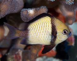 Reticulated damselfish (Dascyllus reticulatus) Reticulated damselfish (Dascyllus reticulatus)