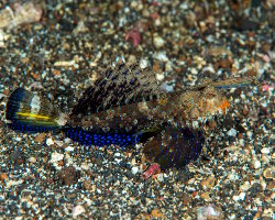 Dragonnet de Kuiter (Dactylopus kuiteri) Dragonnet de Kuiter (Dactylopus kuiteri)