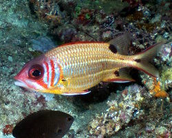 Poisson écureuil à points noirs (Sargocentron melanospilos) Poisson écureuil à points noirs (Sargocentron melanospilos)