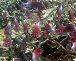 Poisson écureuil à queue blanche (Sargocentron caudimaculatum) Poisson écureuil à queue blanche (Sargocentron caudimaculatum)
