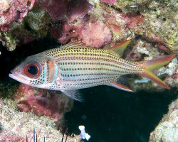 Poisson écureuil argenté (Neoniphon argenteus)