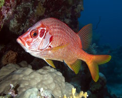 Poisson écureuil géant (Sargocentron spiniferum) Poisson écureuil géant (Sargocentron spiniferum)