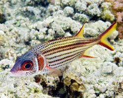 Poisson écureuil tacheté (Neoniphon sammara)