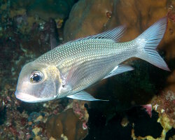 Empereur bossu (Monotaxis grandoculis) Empereur bossu (Monotaxis grandoculis)
