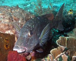 Empereur gueule longue (Lethrinus olivaceus)